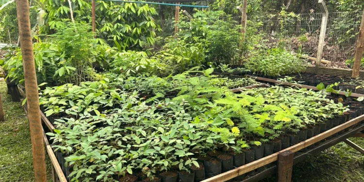 Mais de duas mil mudas já foram produzidas