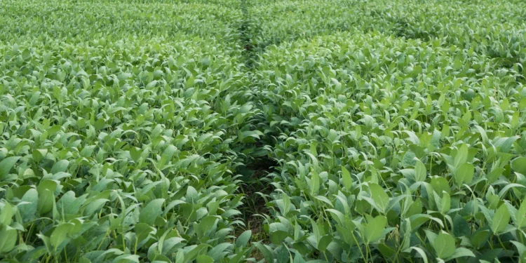 Adapec alerta sobre prazos para encerramento do plantio de soja e cadastramento da área cultivada