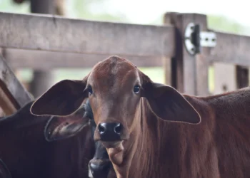 A campanha foi realizada de 1º de julho a 31 de dezembro de 2024. Créditos foto: Majuh Souza/Governo do Tocantins