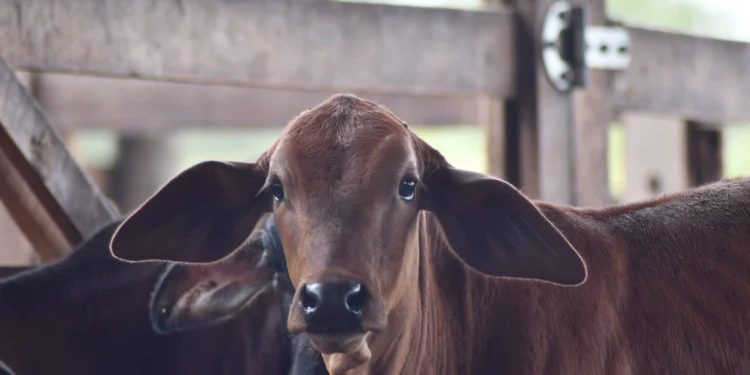 A campanha foi realizada de 1º de julho a 31 de dezembro de 2024.

Créditos foto: Majuh Souza/Governo do Tocantins
