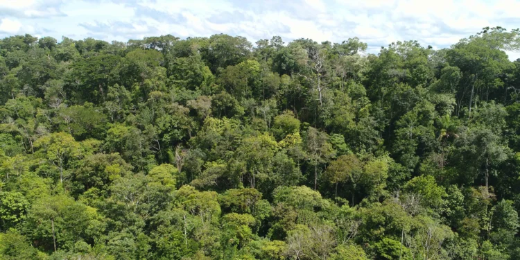 Com investimentos de mais de R$ 5 milhões do programa de REDD+, Governo do Tocantins moderniza sistema de análise de processos do Cadastro Ambiental Rural