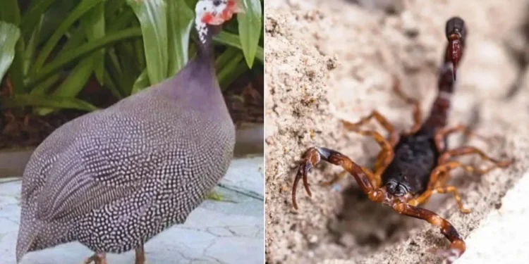 Entenda porque ave é usada no controle de pragas • TJSP / RHJ/Getty Images