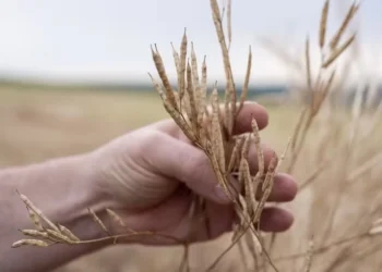 Fazenda em São Paulo testou a cultura em área irrigada e alcançou maior índice de produtividade nacional — Foto: Divulgação