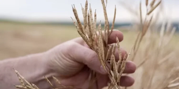 Fazenda em São Paulo testou a cultura em área irrigada e alcançou maior índice de produtividade nacional — Foto: Divulgação