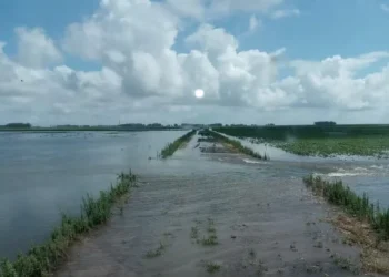 Lavouras de arroz e soja alagadas em Santa Vitória do Palmar (RS) — Foto: Marcelo Bueno/Arquivo pessoal
