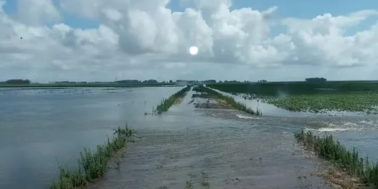 Lavouras de arroz e soja alagadas em Santa Vitória do Palmar (RS) — Foto: Marcelo Bueno/Arquivo pessoal