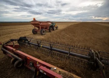 Colheita de soja na Bahia começa com elevados volumes de chuva — Foto: Fellipe Abreu/Editora Globo