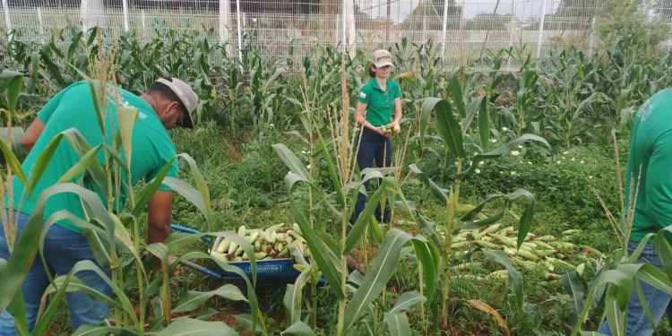 Projeto Germinar beneficia milho para uso na merenda escolar