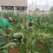 Projeto Germinar beneficia milho para uso na merenda escolar