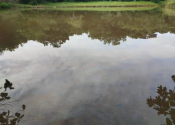 O óleo chegou ao lago do Parque Cesamar por meio do Ribeirão Brejo Comprido