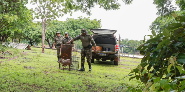 GMP captura veado catingueiro em residência no setor Santa Fé II, região sul da Capital