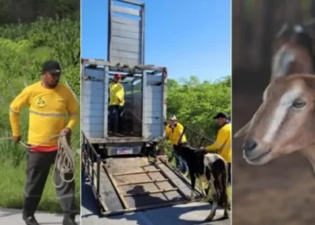 Detran-CE resgatou mais de 3 mil animais abandonados em estradas estaduais em 2024 • Detran-CE