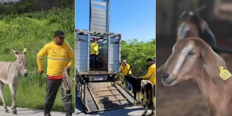 Detran-CE resgatou mais de 3 mil animais abandonados em estradas estaduais em 2024
