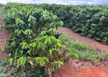 Há quatro safras, o Brasil não bate recorde de produção de café — Foto: Eliane Silva/Globo Rural