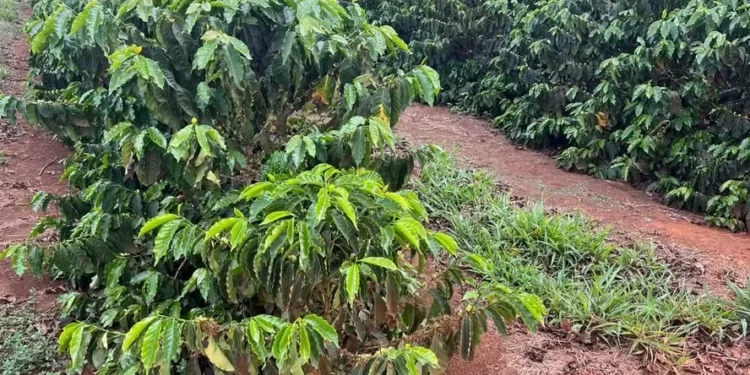 Café deve ter boa rentabilidade em 2025, diz Cepea