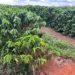 Há quatro safras, o Brasil não bate recorde de produção de café — Foto: Eliane Silva/Globo Rural