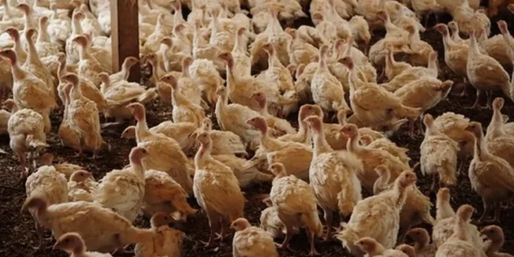 EUA destinam mais de US$ 300 milhões em ações de combate à gripe aviária