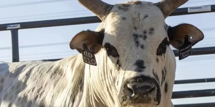 Touro Twisted Steel, de Dana White, faleceu no Texas — Foto: Reprodução internet