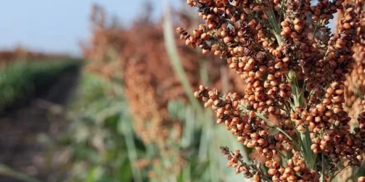 Com impulso do sorgo, vendas da Sementes Oilema cresceram 5% em 2024