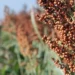 Com impulso do sorgo, vendas da Sementes Oilema cresceram 5% em 2024