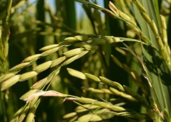 País espera exportar cerca de 7,5 milhões de toneladas de arroz em 2025, abaixo das 10 milhões de toneladas em 2024 • Pixabay