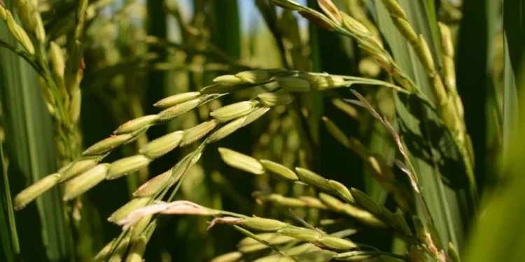 Exportações de arroz da Tailândia devem cair 25% em 2025, diz associação