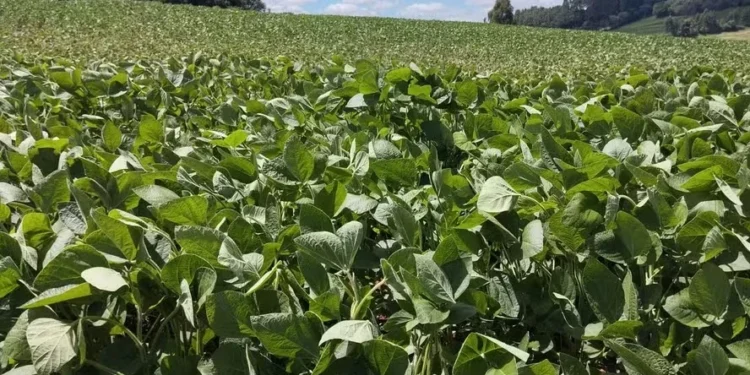 Concessão de desconto a produtor por boas práticas ainda não saiu do papel