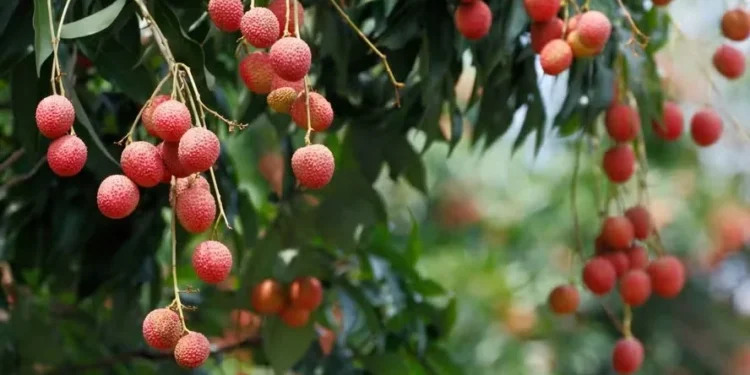 Por que consumir lichia? Conheça os benefícios da fruta da estação