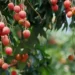 Por que consumir lichia? Conheça os benefícios da fruta da estação