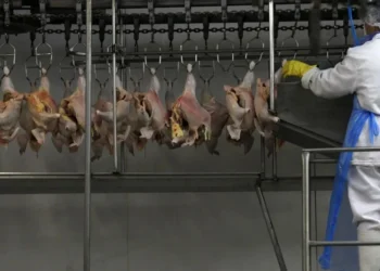 Carne de frango em frigorífico em Itatinga (SP) • 04/10/2011REUTERS/Paulo Whitaker