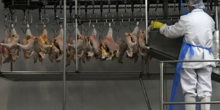 Indústrias de carnes bovina e de frango do Brasil projetam novos recordes em 2025