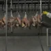 Indústrias de carnes bovina e de frango do Brasil projetam novos recordes em 2025