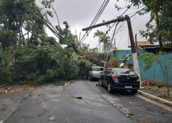 Foram registrados 163 chamados para quedas de árvores em toda capital e região metropolitana • Divulgação/ Enel