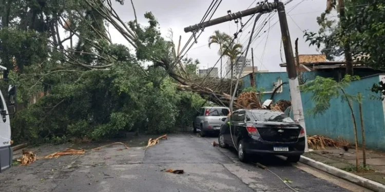 São Paulo tem 163 chamados para quedas de árvores após tempestade