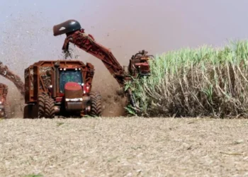 Colheitadeiras em plantação de cana-de-açúcar • Paulo Whitaker/Reuters