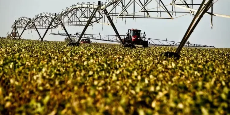 Preço da soja registra leve queda em Chicago com liquidez baixa no mercado