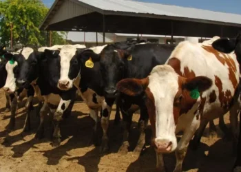 Estudos identificaram o leite cru de vacas infectadas como um material de alto risco para infecção — Foto: USDA