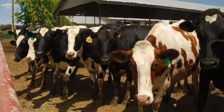 Gripe aviária exige atenção global urgente, diz órgão de saúde animal