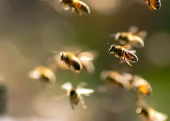 Em alguns casos, a picada de abelha pode levar à reação alérgica grave, podendo ser fatal se não tratada rapidamente • S.Norero Image/GettyImages