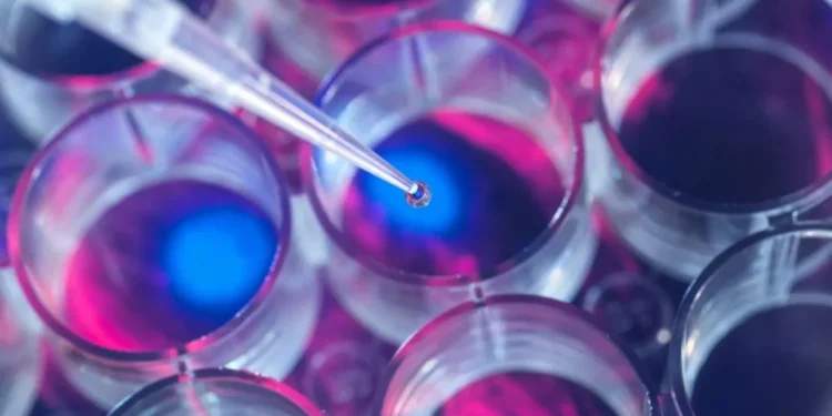 Células-tronco têm grande potencial na medicina vascular • Getty Images