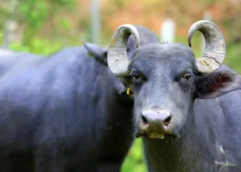 Três búfalos morreram em decorrência de febre aftosa em uma propriedade a 50 quilômetros de Berlim — Foto: Philippe Lima/Divulgação