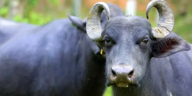 Febre aftosa coloca Alemanha em alerta