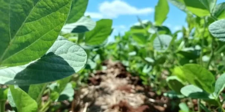 Soja, milho e trigo iniciam a semana em alta em Chicago