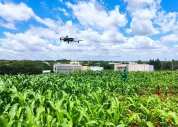 Drones ajudam na identificação de plantas de milho tolerantes à seca