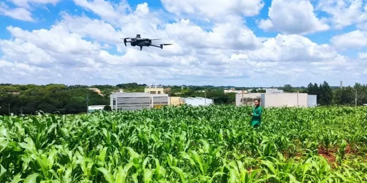 Drones ajudam na identificação de plantas de milho tolerantes à seca