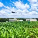 Drones ajudam na identificação de plantas de milho tolerantes à seca