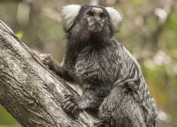 Mulher morreu em Pernambuco em decorrência de raiva humana após ter sido atacada por um sagui • Irena Sowinska/GettyImages
