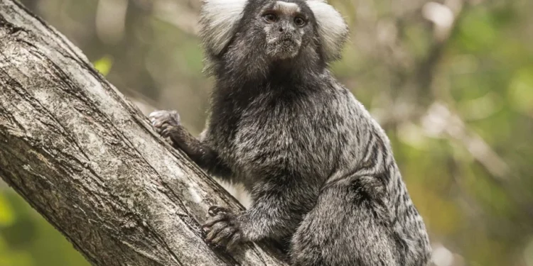 Quais as complicações da raiva humana e por que é tão letal?