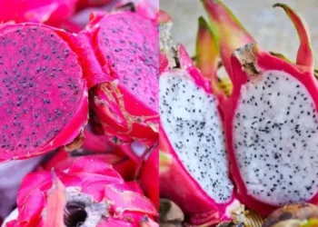 Pitaya pode ser vermelha ou branca e você pode descobrir a cor pela casca — Foto: Canva/Creative Commons