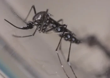 Mosquito Aedes aegypti, transmissor dos vírus da dengue, Zika e chikungunya • Josué Damacena/IOC/Fiocruz